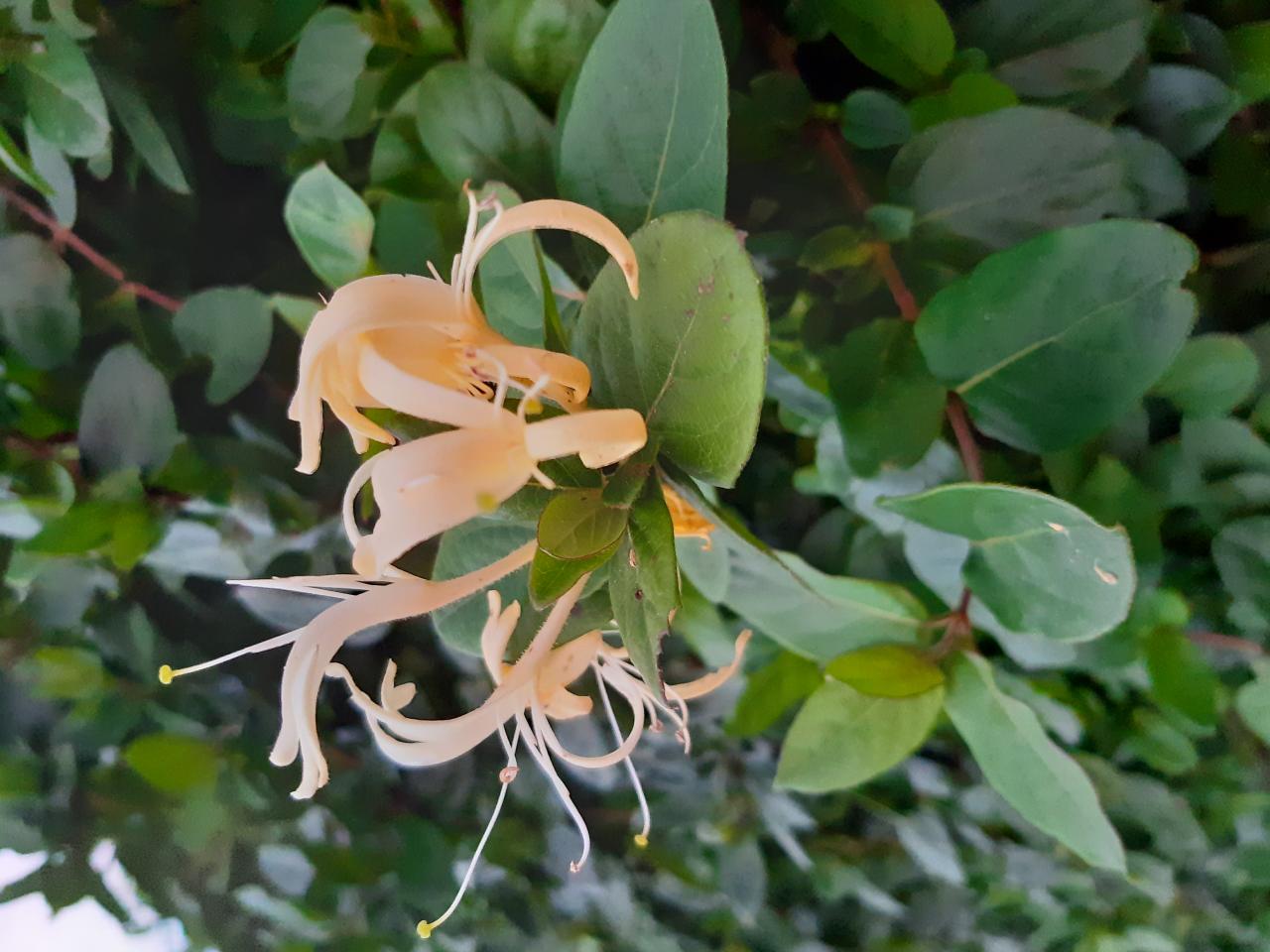 Le chèvrefeuille le 18 10 2024 et le 01 11 2024 Les plantes vagabondes, émission radio G Le Planty Ecuillé Le chèvrefeuille le 18 10 2024 et le 01 11 2024