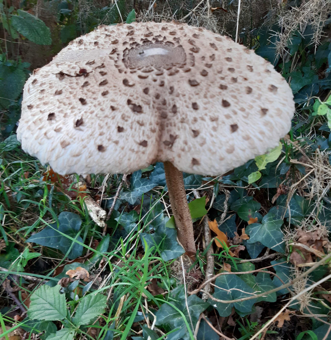 Les champignons le 15 11 2024 Les plantes vagabondes, émission radio G Le Planty Ecuillé Les champignons le 15 11 2024
