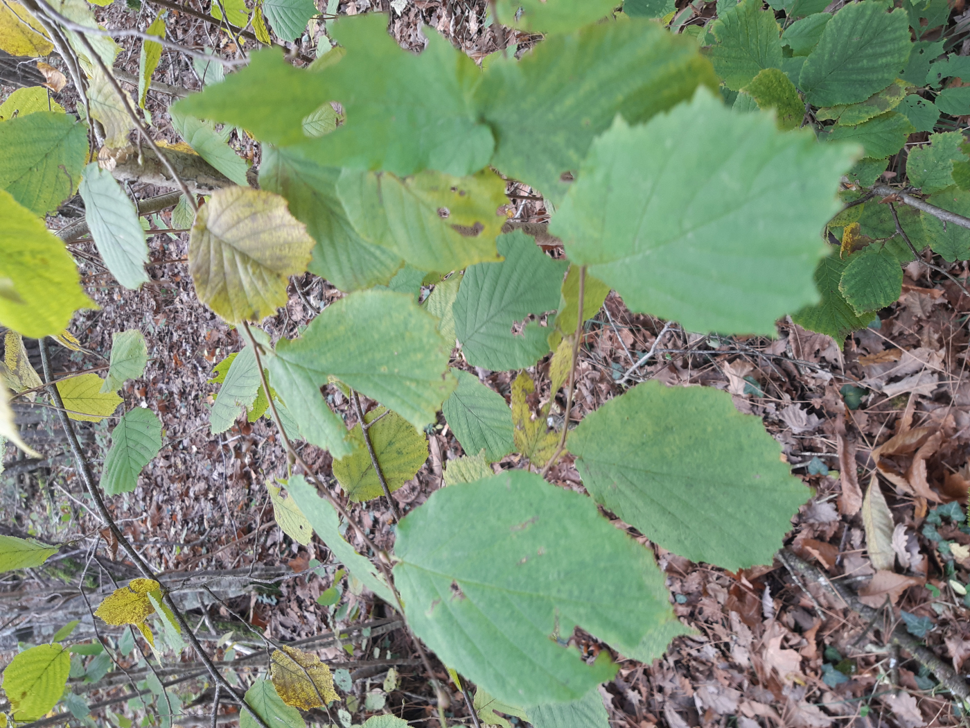 Le noisetier le 13 12 2024 et le 27 12 2024 Les plantes vagabondes, émission radio G Le Planty Ecuillé Le noisetier le 13 12 2024 et le 27 12 2024