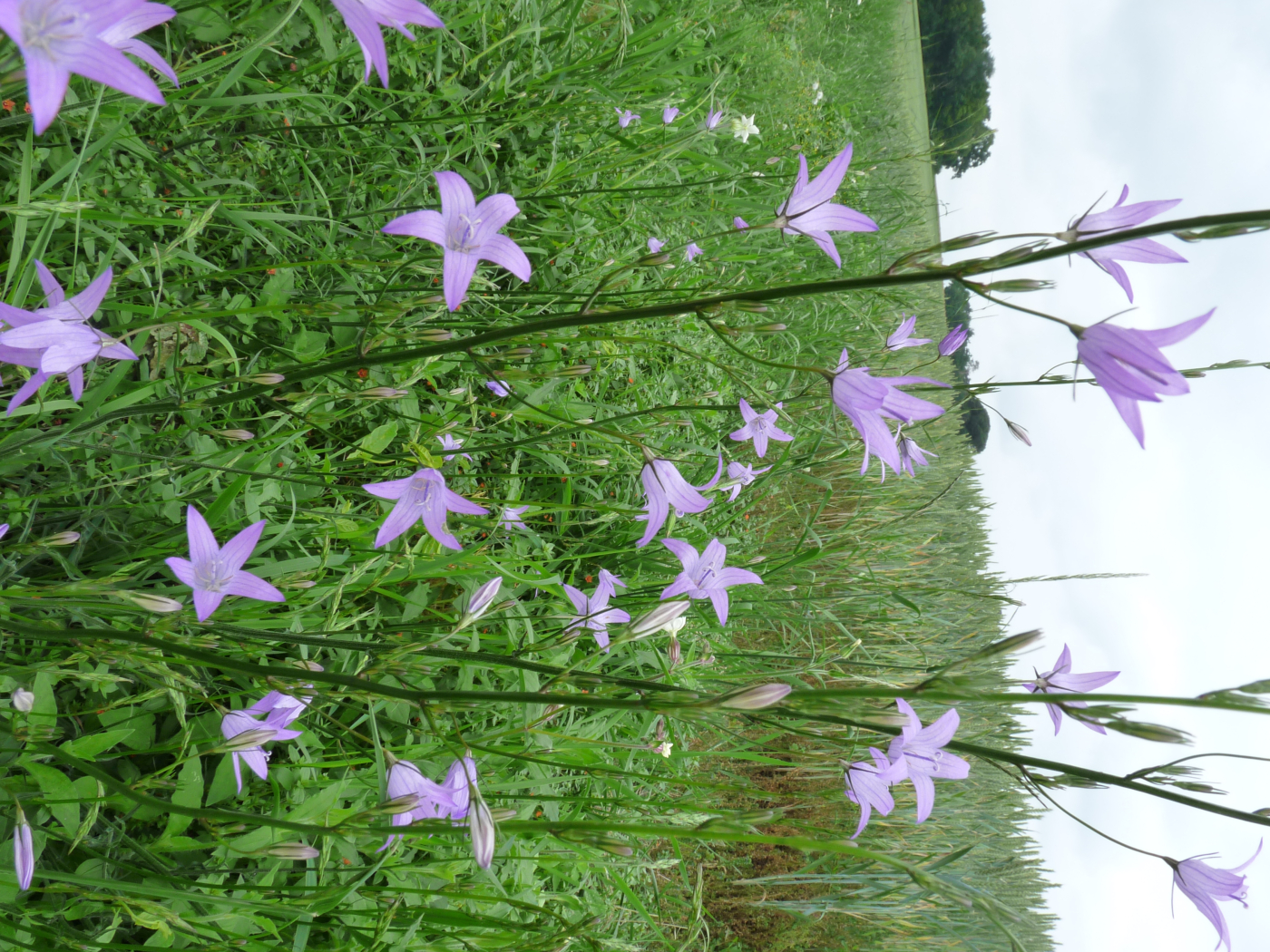 La campanule le 18 04 2025 Les plantes vagabondes, émission radio G Le Planty Ecuillé La campanule le 18 04 2025