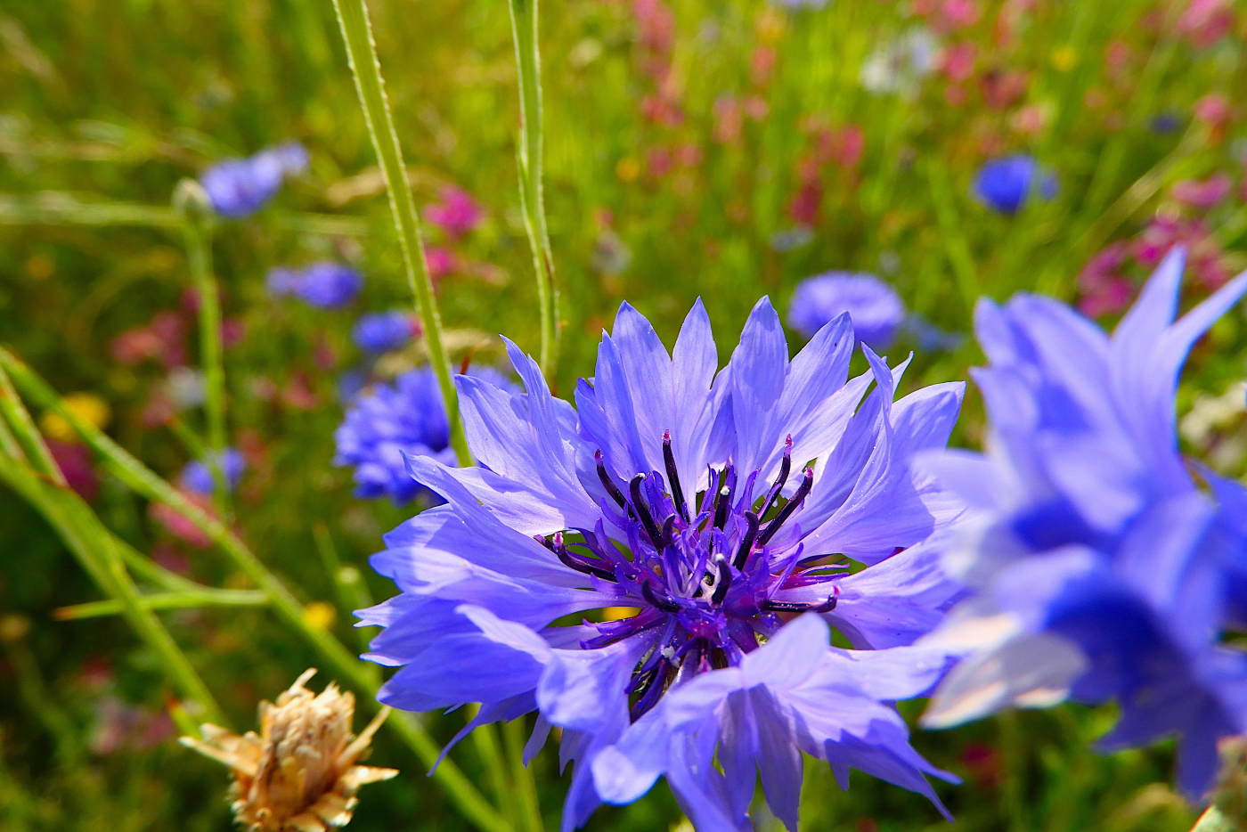 Le bleuet le 26 06 2026