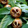 Le néflier le 10 01 2025 et le 24 01 2025 Les plantes vagabondes, émission radio G Le Planty Ecuillé Le néflier le 10 01 2025 et le 24 01 2025