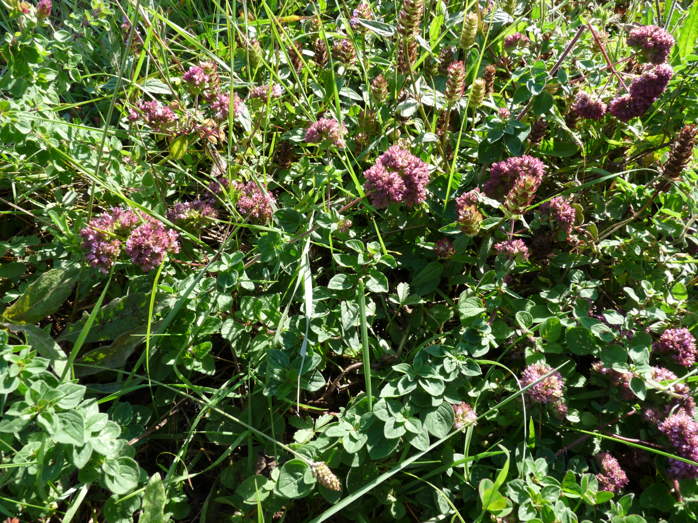 L'origan le 14 06 2024 Les plantes vagabondes, émission radio G Le Planty Ecuillé L'origan le 14 06 2024