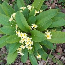 Les plantes vagabondes, émission radio G Le Planty Ecuillé La primevère le 21 04 2023