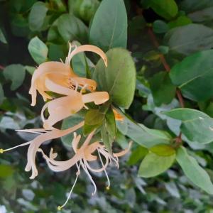 Les plantes vagabondes, émission radio G Le Planty Ecuillé Le chèvrefeuille le 18 10 2024 et le 01 11 2024