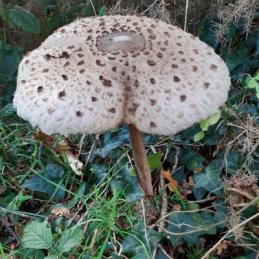 Les plantes vagabondes, émission radio G Le Planty Ecuillé Les champignons le 15 11 2024
