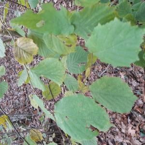 Les plantes vagabondes, émission radio G Le Planty Ecuillé Le noisetier le 13 12 2024 et le 27 12 2024