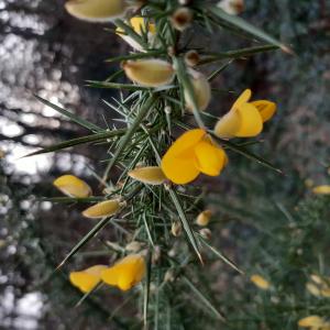 Les plantes vagabondes, émission radio G Le Planty Ecuillé L'ajonc le 21 03 2025