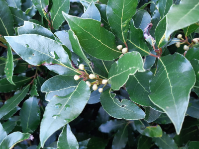 Les plantes vagabondes, émission radio G Le Planty Ecuillé Le laurier le 23 01 2026