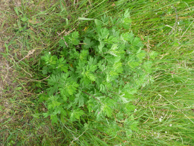 Les plantes vagabondes, émission radio G Le Planty Ecuillé L'armoise le 14 11 2025