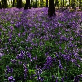 Les plantes vagabondes, émission radio G Le Planty Ecuillé la jacinte des bois le 21 02 2025 et le 07 03 2025