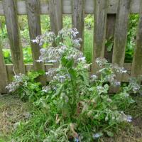 Les plantes vagabondes, émission radio G Le Planty Ecuillé Les plantes vagabondes du 20 09 2024 et 04 10 2024