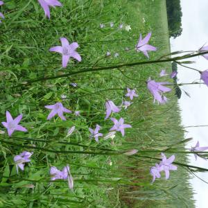Les plantes vagabondes, émission radio G Le Planty Ecuillé La campanule le 18 04 2025