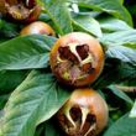 Les plantes vagabondes, émission radio G Le Planty Ecuillé Le néflier le 10 01 2025 et le 24 01 2025