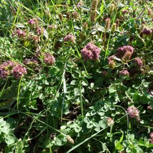 Les plantes vagabondes, émission radio G Le Planty Ecuillé L'origan le 14 06 2024