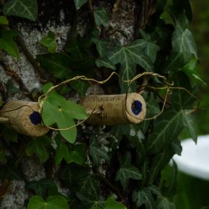 Les plantes vagabondes, émission radio G Le Planty Ecuillé Les arbres le 28 06 2024